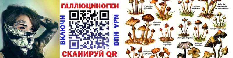 Купить закладки  Поворино  Псилоцибиновые грибы Cubensis 